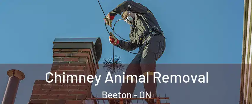 Chimney Animal Removal Beeton - ON