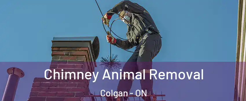 Chimney Animal Removal Colgan - ON