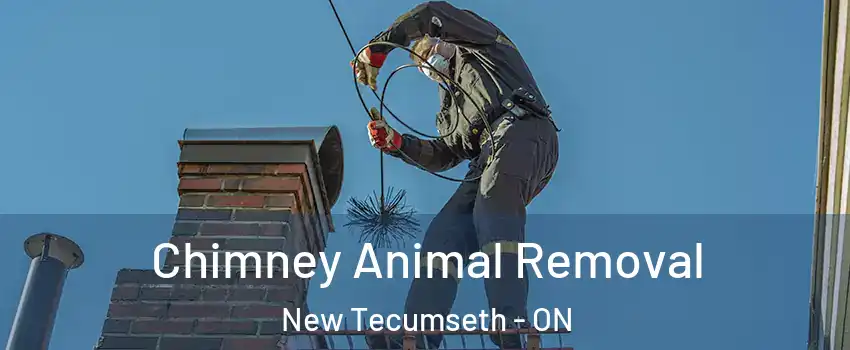 Chimney Animal Removal New Tecumseth - ON