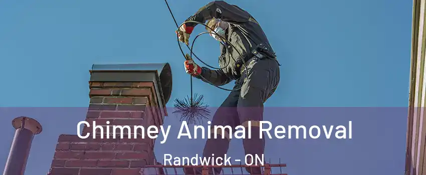  Chimney Animal Removal Randwick - ON