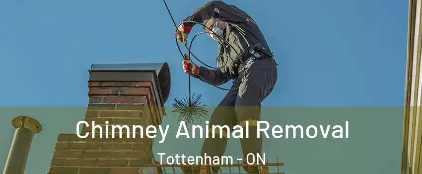 Chimney Animal Removal Tottenham - ON