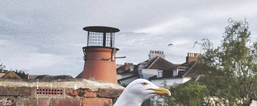 Chimney Cap Bird Guard Repair in Green Briar, Ontario